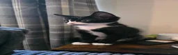 Mixed Breed cats for sale: Gorgeous Black and white male kitten - Advert 5
