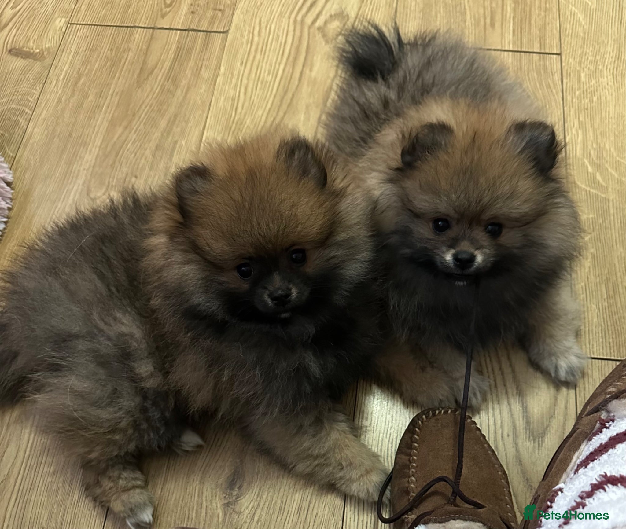 Pomeranian dogs ❤️ READY NOW! Stunning Pomeranian puppies 🐶❤️ - Advert 3