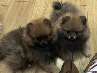 Pomeranian dogs ❤️ READY NOW! Stunning Pomeranian puppies 🐶❤️ - Advert 11