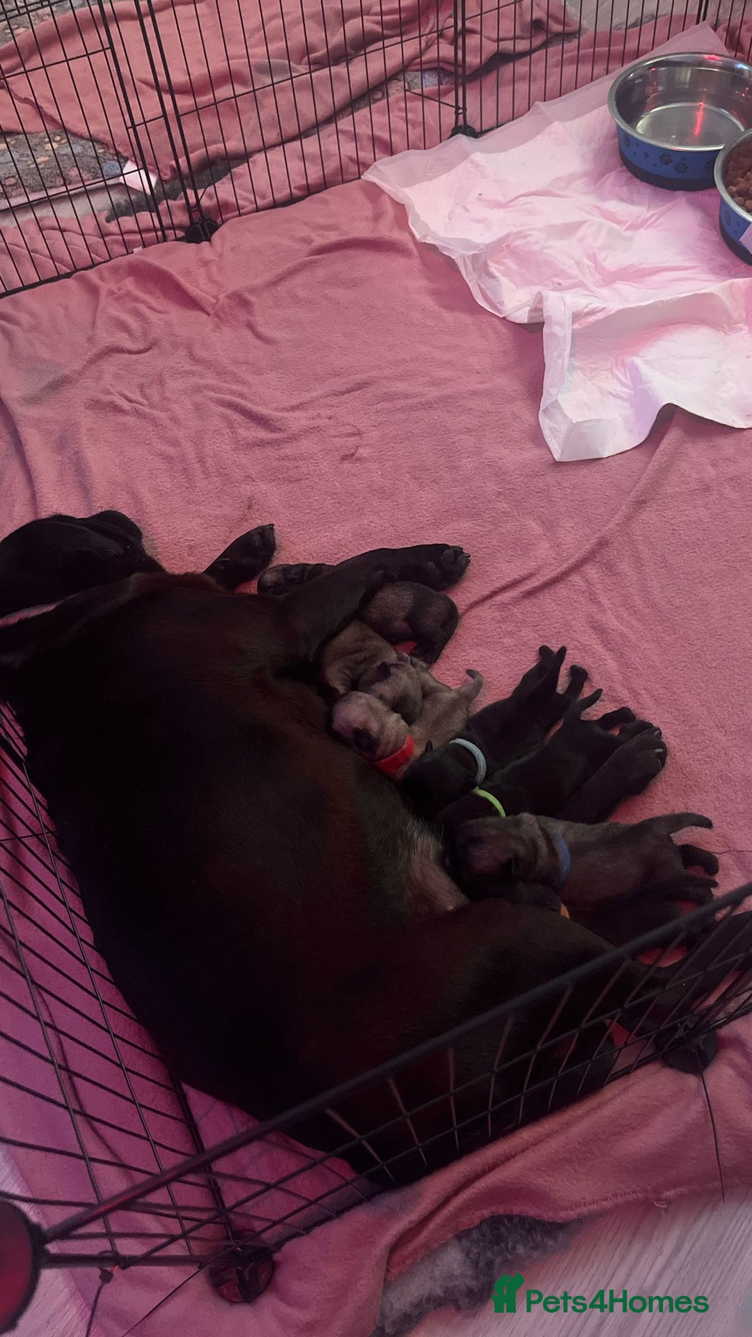 Pug dogs for sale: Puppies - Image 29