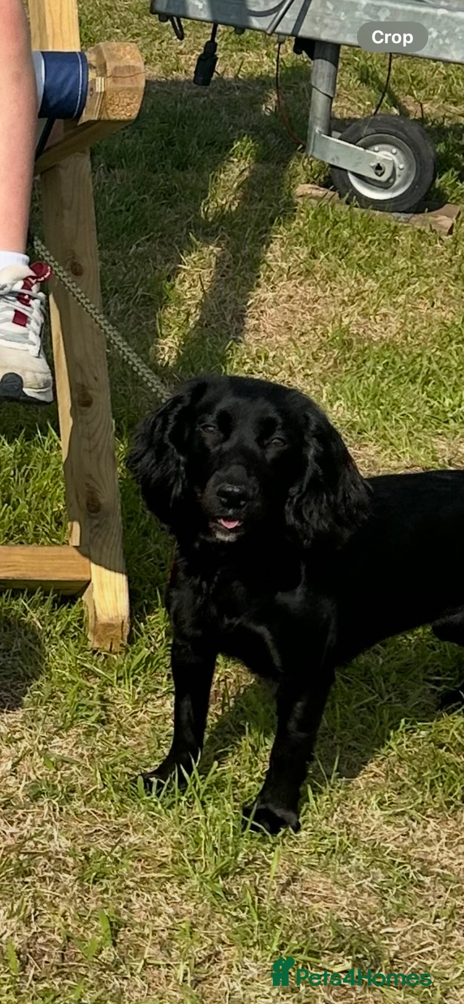 Cocker Spaniel dogs Exceptional well bred KC Cocker Spainel puppies  - Advert 1