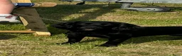 Cocker Spaniel dogs for sale: Exceptional well bred KC Cocker Spainel puppies  - Advert 1