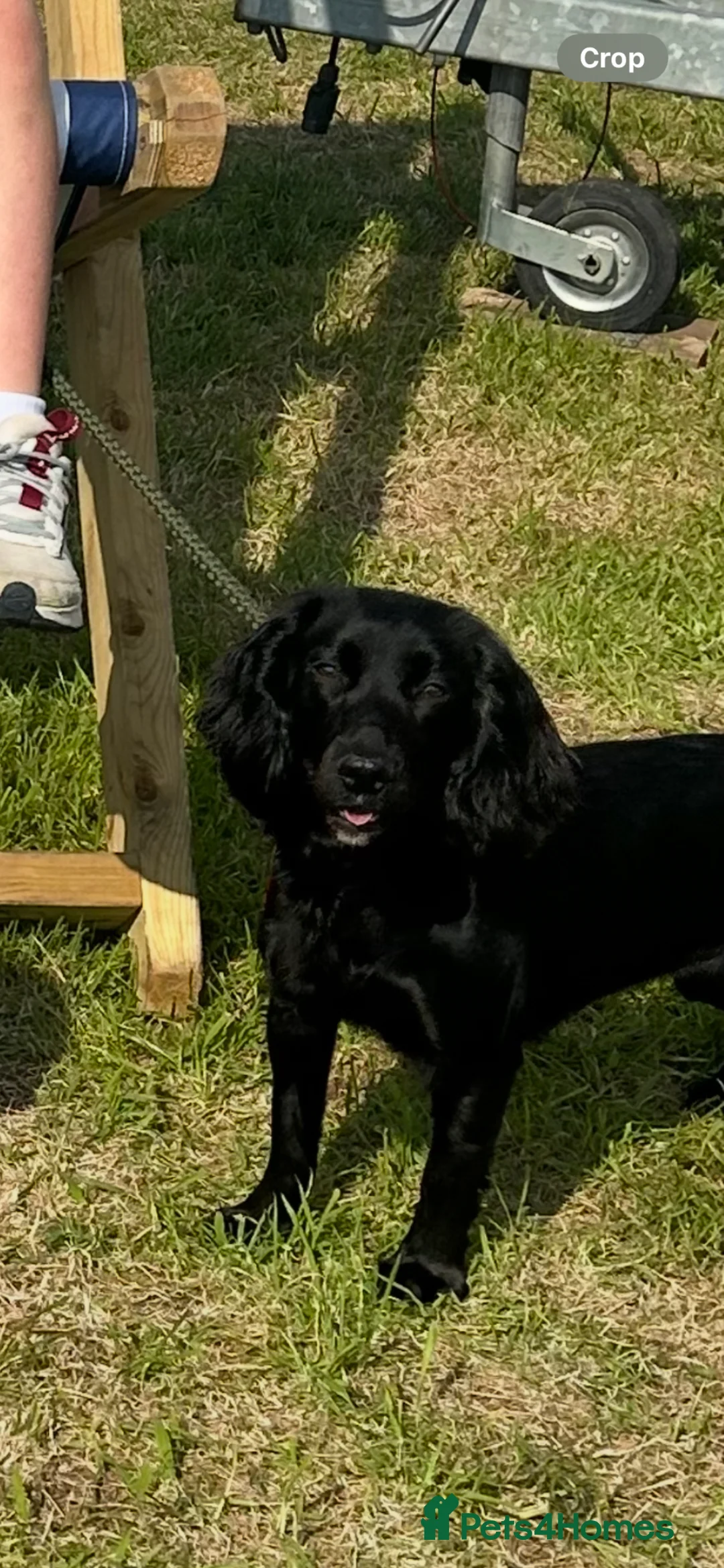 Cocker Spaniel dogs for sale: Exceptional well bred KC Cocker Spainel puppies  - Advert 1
