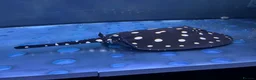 Other/Mixed Breed fish for sale: Fresh water stingray pair  in Weston-super-Mare - Advert 6