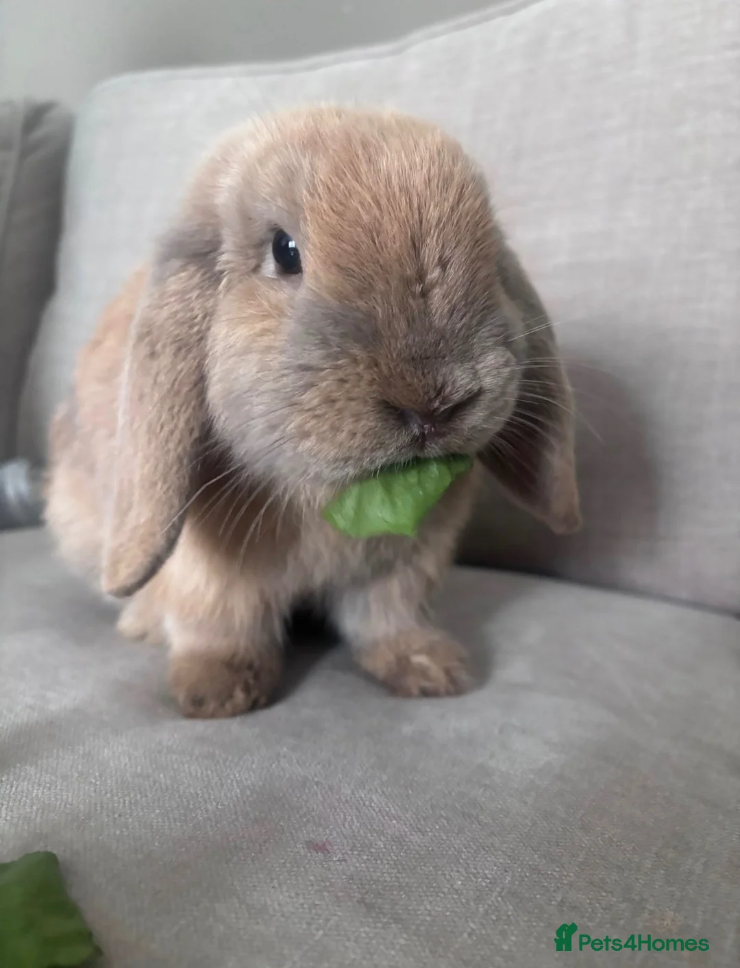 Mini Lop rabbits for sale: Mini lop for sale - Advert 1