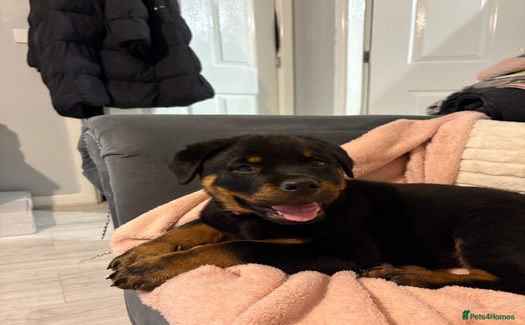 Rottweiler dogs - Advert 1
