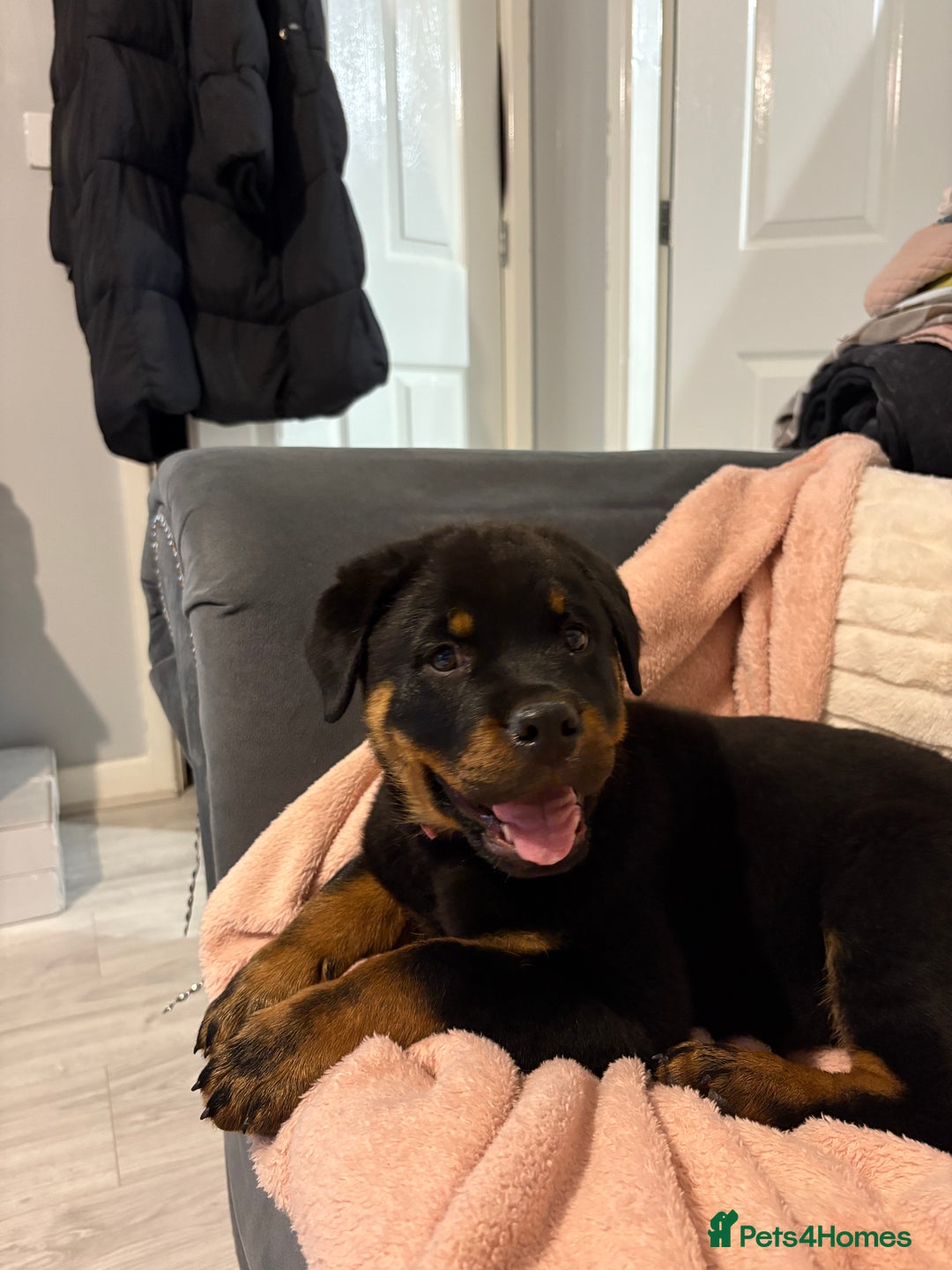 Rottweiler dogs for sale: Meet saka! Adorable Rottweiler  - Image 1