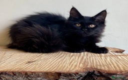 Maine Coon cats for sale: Beautiful pure bread Maine Coon kittens - Image 16