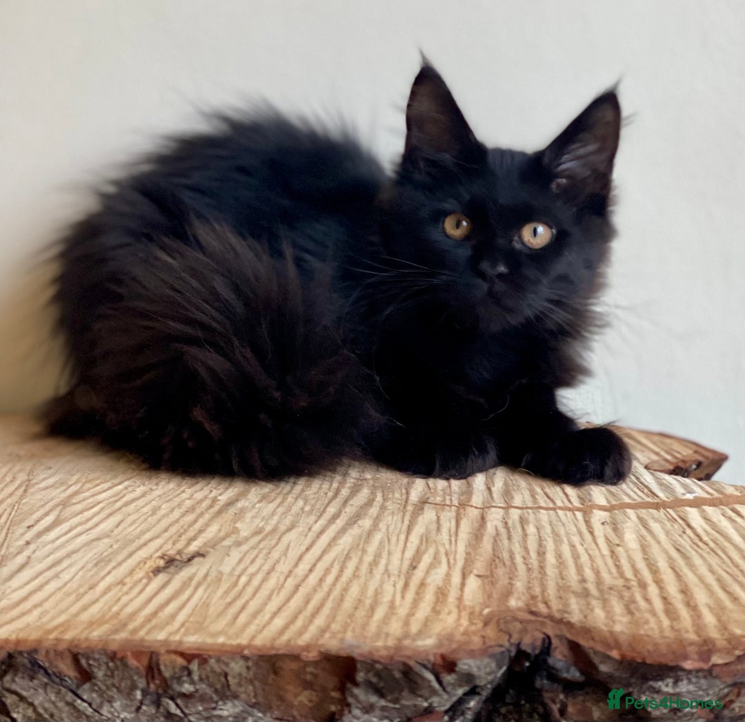 Maine Coon cats for sale: Beautiful pure bread Maine Coon kittens - Image 16