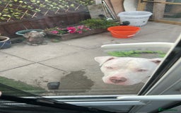 American Bull Staffy dogs for sale: American bull staffy & American bulldog hybrid  - Image 4