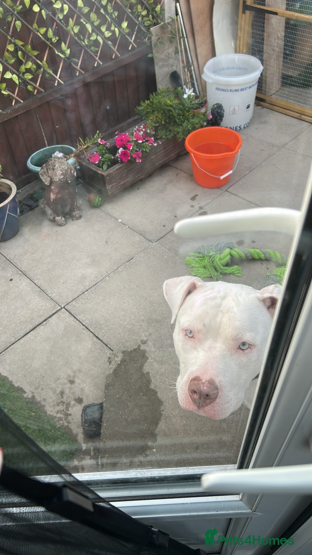 American Bull Staffy dogs for sale: American bull staffy & American bulldog hybrid  - Image 4