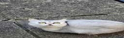 Scottish Fold cats for sale: Beautiful Silver Scottish Straight chinchilla  - Advert 2