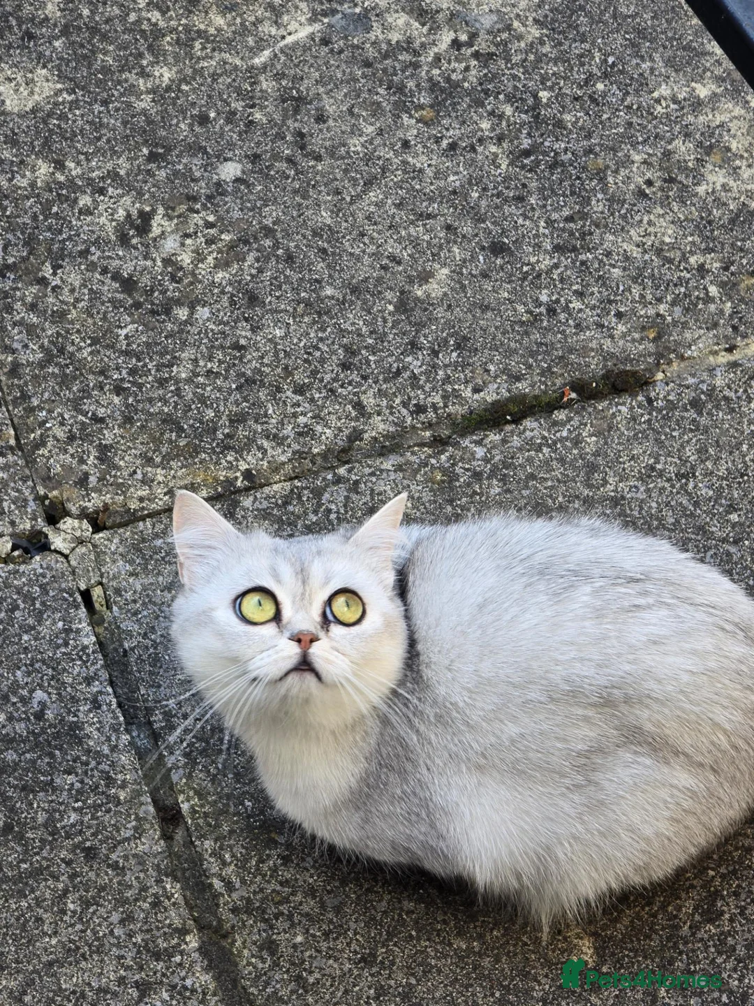 Scottish Fold cats for sale: Beautiful Silver Scottish Straight chinchilla  - Advert 2