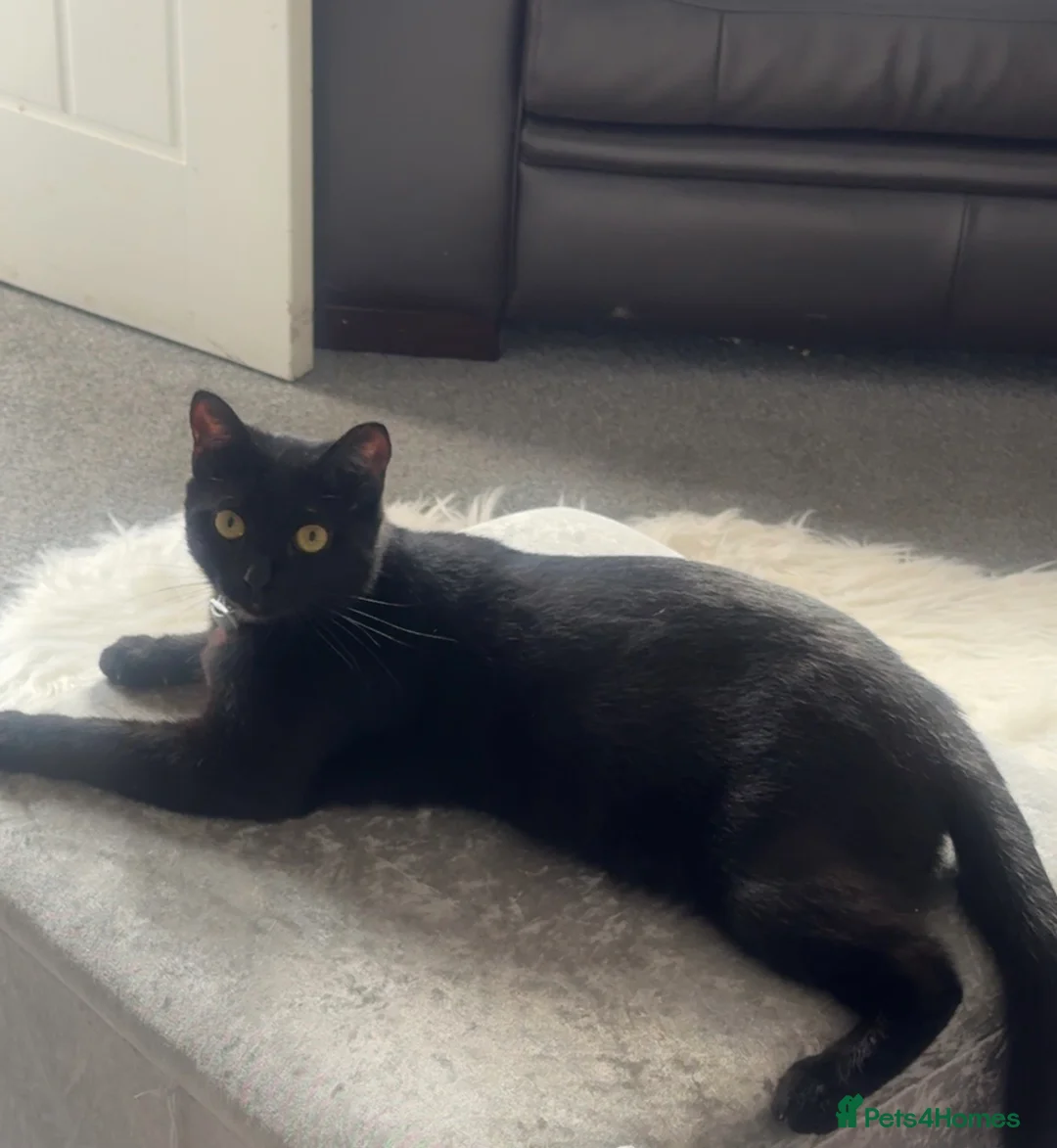 Mixed Breed cats for sale: Black cat  - Advert 2