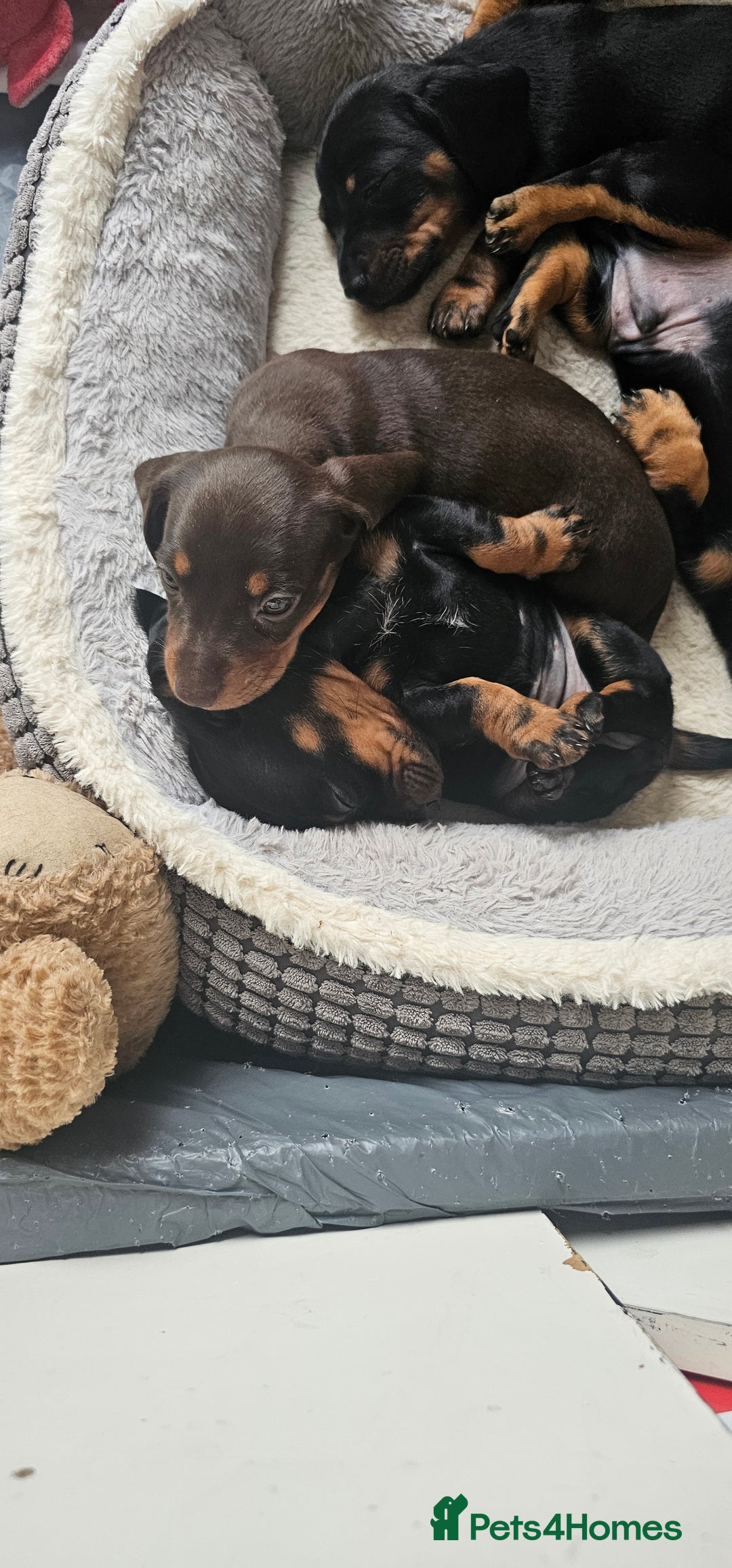 Miniature Dachshund dogs for sale: Puppy 1 boy Black & Tan  - Image 12