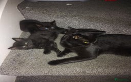 Mixed Breed cats for sale: Male and female kitten  - Image 1