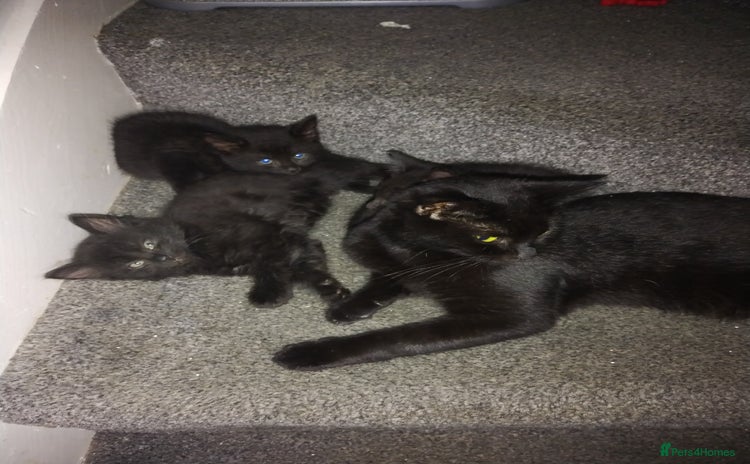 Mixed Breed cats - Advert 4