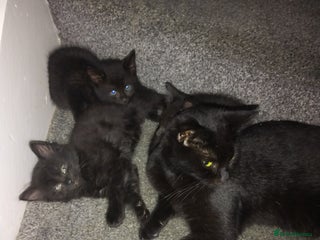 Mixed Breed cats - Advert 4