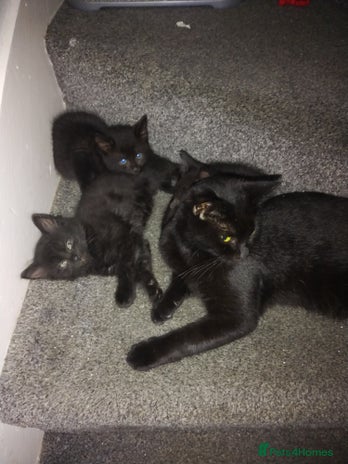 Mixed Breed cats - Advert 4