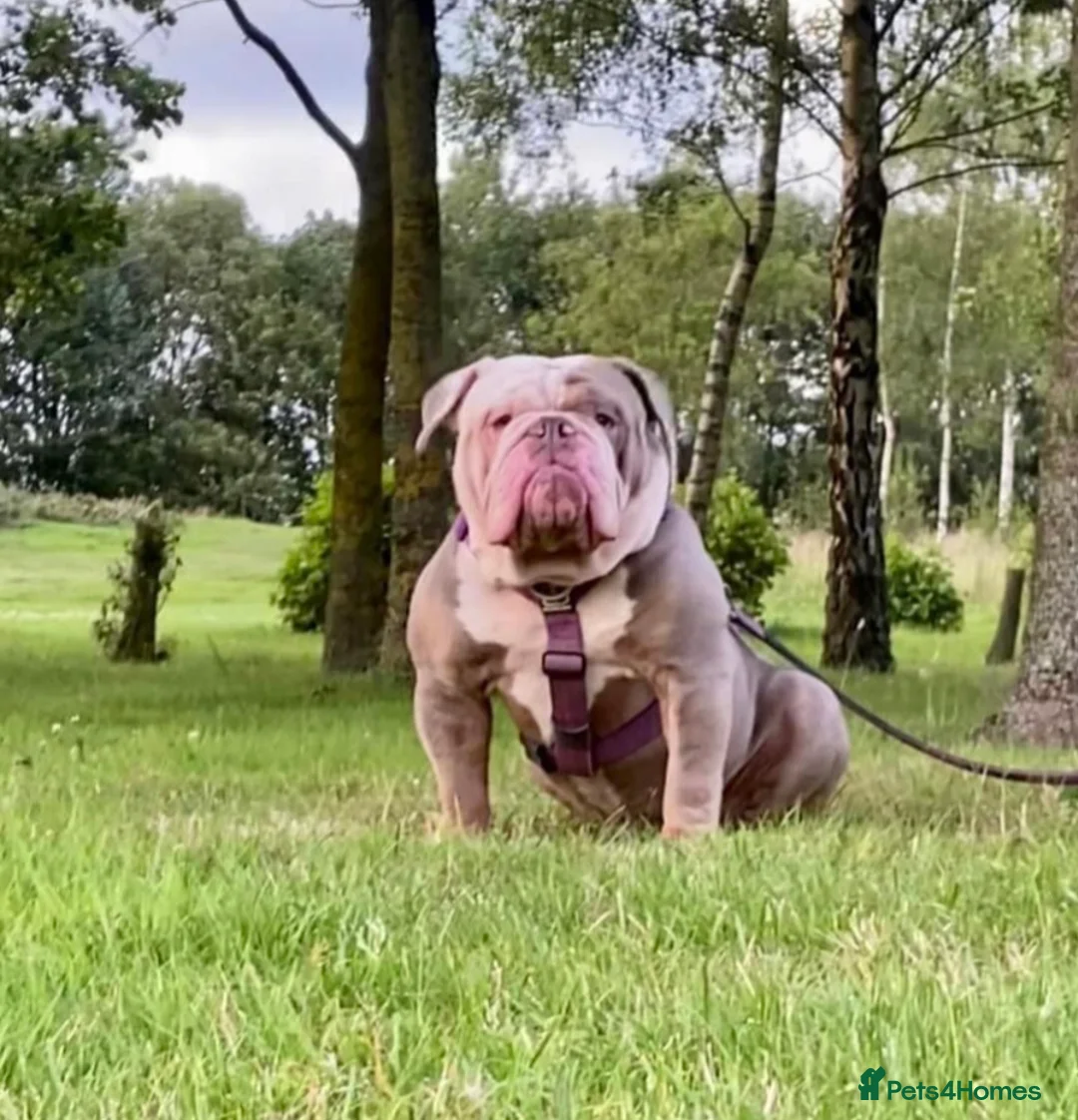Olde English Bulldogge dogs for sale: Olde english bulldogge  - Advert 1