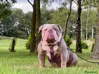Olde English Bulldogge dogs Olde english bulldogge - Advert 1