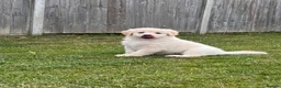 Golden Shepherd dogs for sale: Golden Shepherd Pups READY NEXT WEEK - Advert 6