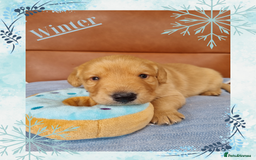Australian Labradoodle dogs for sale: Stunning red F1b Australian Labradoodle puppies  - Image 21