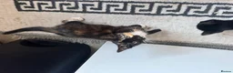 Mixed Breed cats for sale: Kittens ready to leave still available  - Advert 10