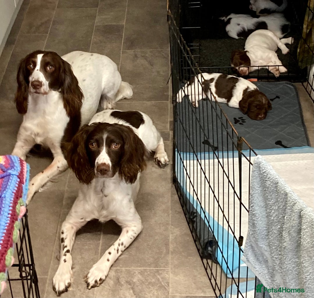 English Springer Spaniel dogs for sale: FTCH sired English Springer Spaniel Puppies - Image 22