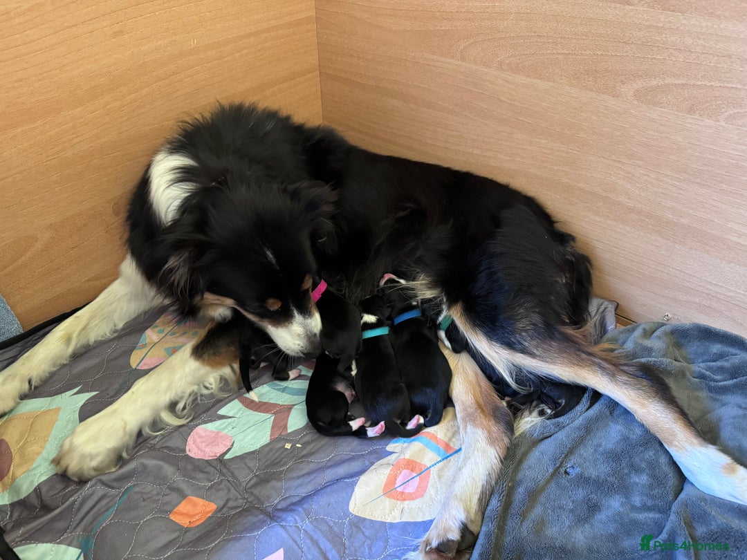 Border Collie dogs for sale: Beautiful working/Pet Collie pups - Image 1