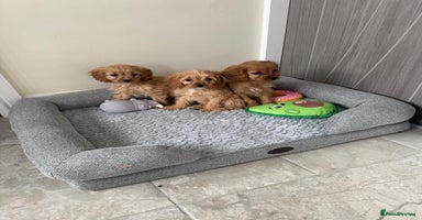 Cavapoo dogs - Advert 10