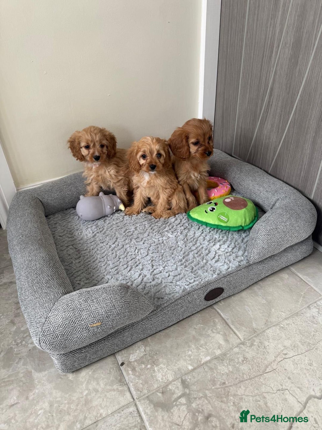 Cavapoo dogs for sale: Gorgeous Cavapoos - Image 2