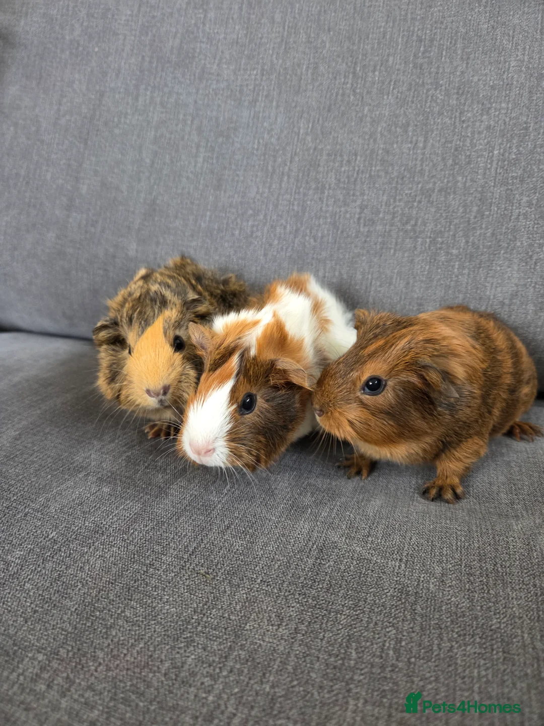 Guinea Pig rodents for sale: Baby guinea pigs for sale - Advert 5