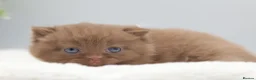British Shorthair cats for sale: PEDIGREE BRITISH SHORTHAIR KITTENS - Advert 9