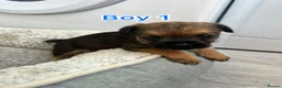 Border Terrier dogs for sale: Border terrier puppy’s  - Advert 3