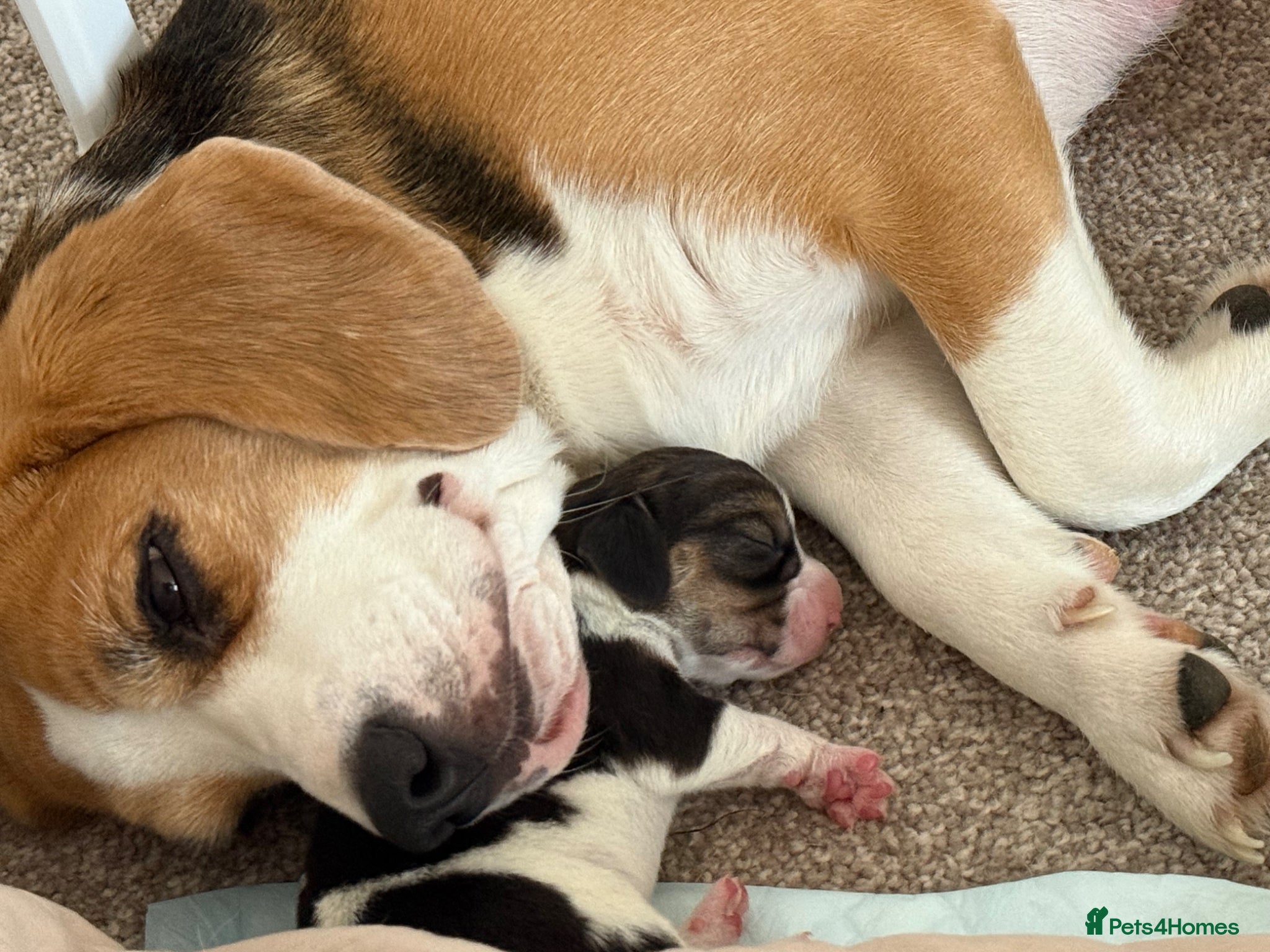 Beagle dogs Beautiful beagle girl looking for a forever home - Advert 1