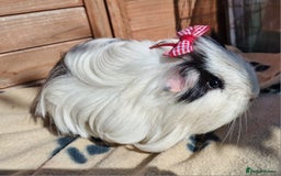 Guinea Pig rodents for sale: Male Guinea pigs, Ip3 - Image 9