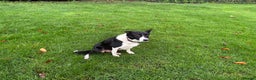 Border Collie dogs for sale: Border Collie pups for sale - Advert 2