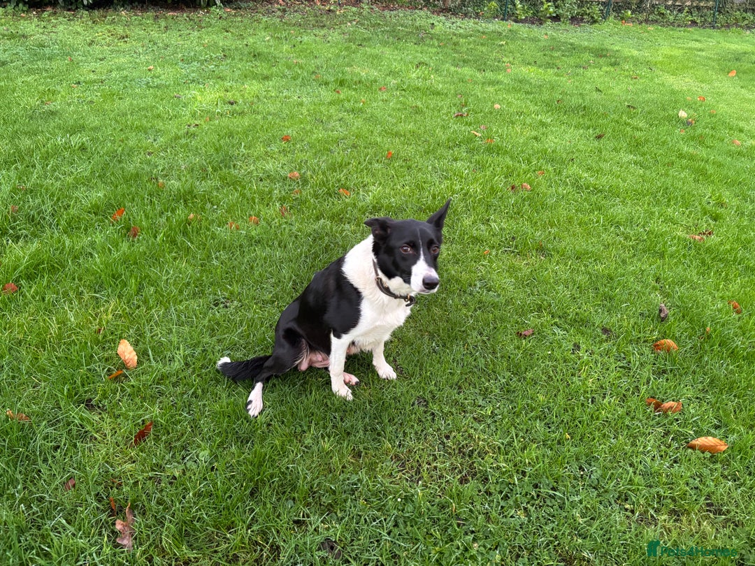 Border Collie dogs for sale: Border Collie pups for sale - Advert 2