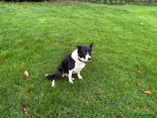 Border Collie dogs Border Collie pups for sale - Advert 1