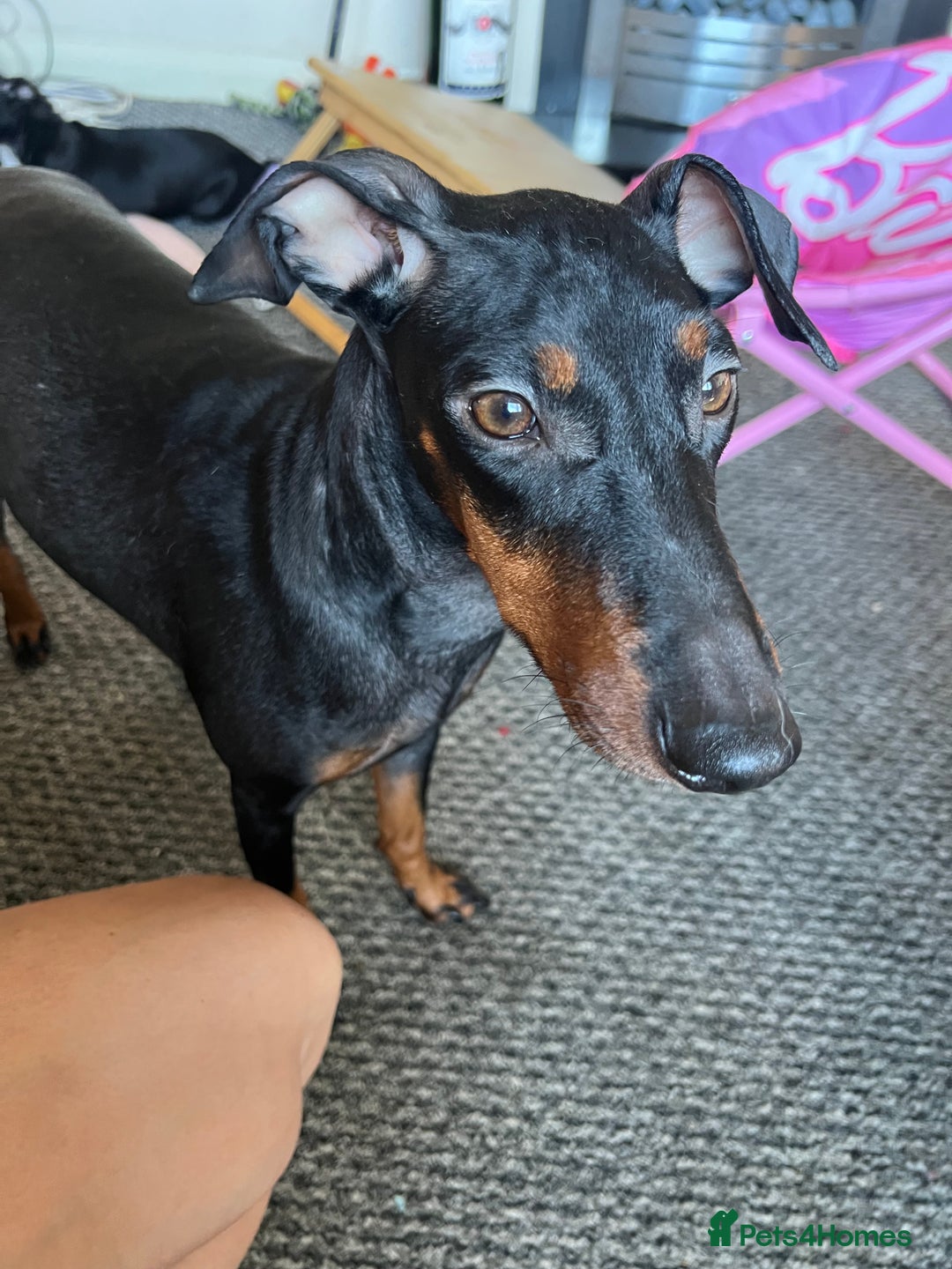 Mixed Breed dogs for sale: Beautiful female Manchester terrier cros lurcher - Advert 5