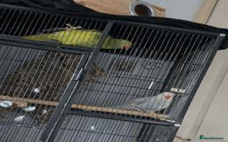 Ringnecks birds for sale: Ringnecks x2 Female's + Large cage - Image 4