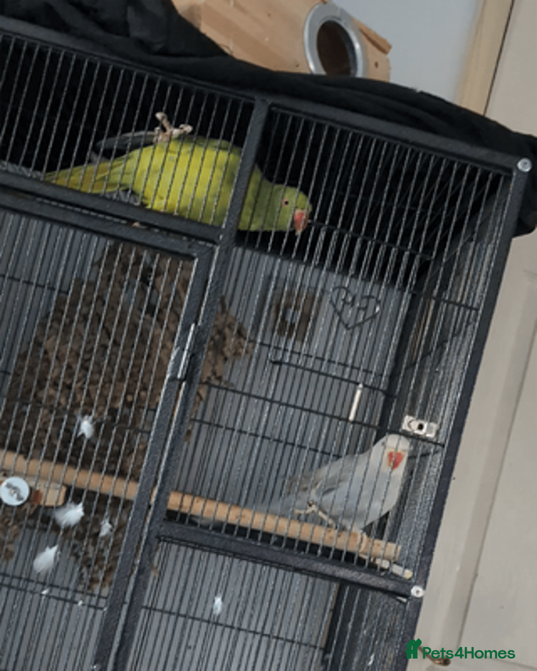 Ringnecks birds for sale: Ringnecks x2 Female's + Large cage - Image 4