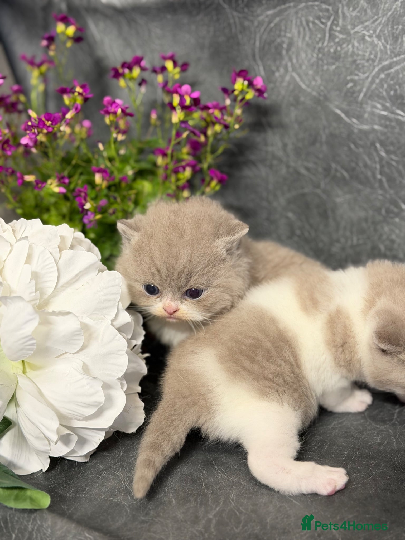 British Shorthair cats BRITISH SHORTHAIR - Full Pedigree/Registered  - Advert 1