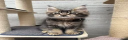 Maine Coon cats for sale: TICA pedigree Stunning Maine coon kittens  - Advert 9
