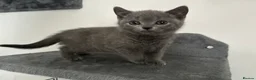 British Shorthair cats for sale: READY NOW British Shorthair Kitten - Advert 3