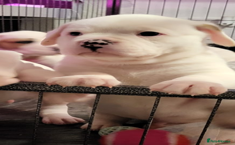 Boxer dogs - Advert 2