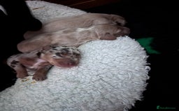 Mixed Breed dogs for sale: Adorable Daschund x spaniel pups  - Image 11