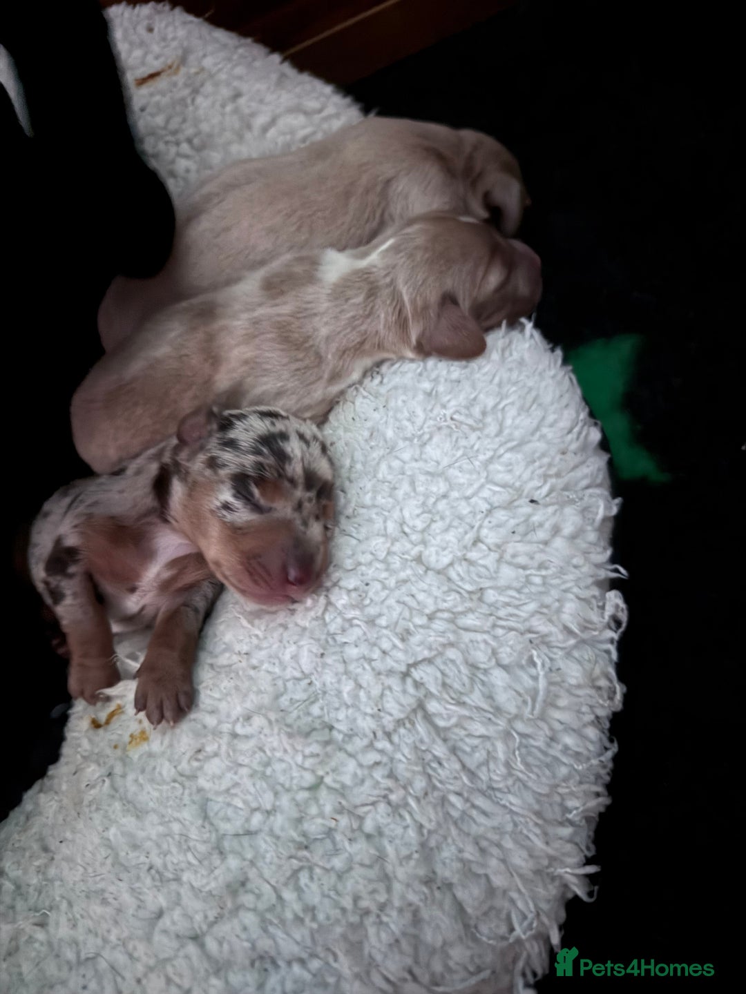 Mixed Breed dogs for sale: Adorable Daschund x spaniel pups  - Image 11
