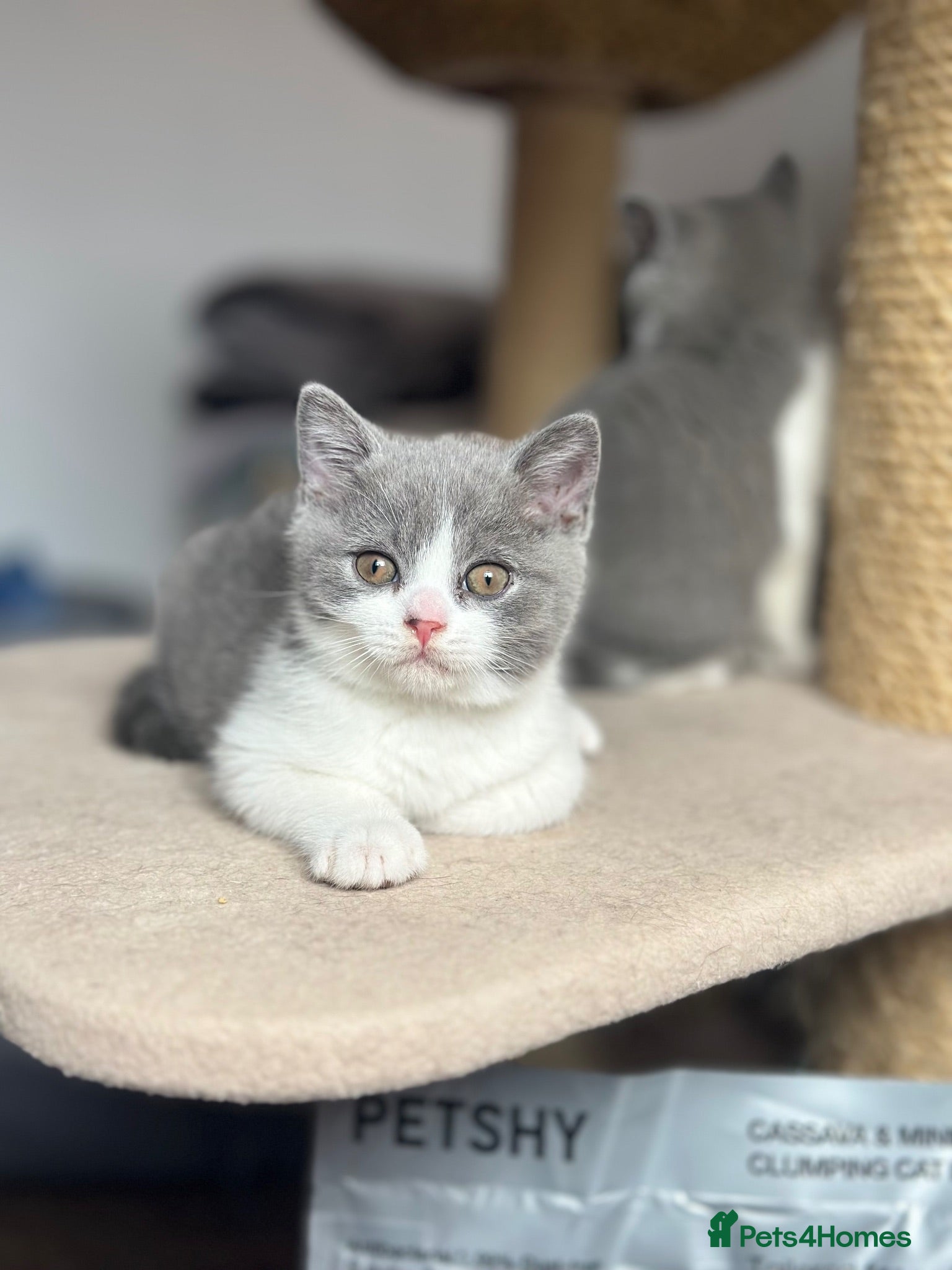 British Shorthair cats 💙Blue and White British Shorthair  - Advert 1